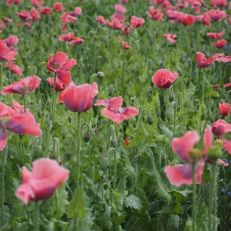 Jutta's Ferientraum Apartament Kottes