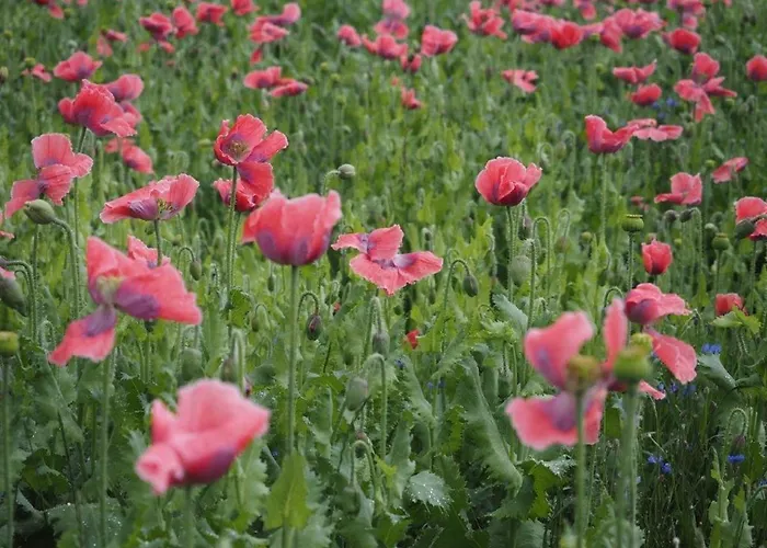 Jutta's Ferientraum 公寓 Kottes